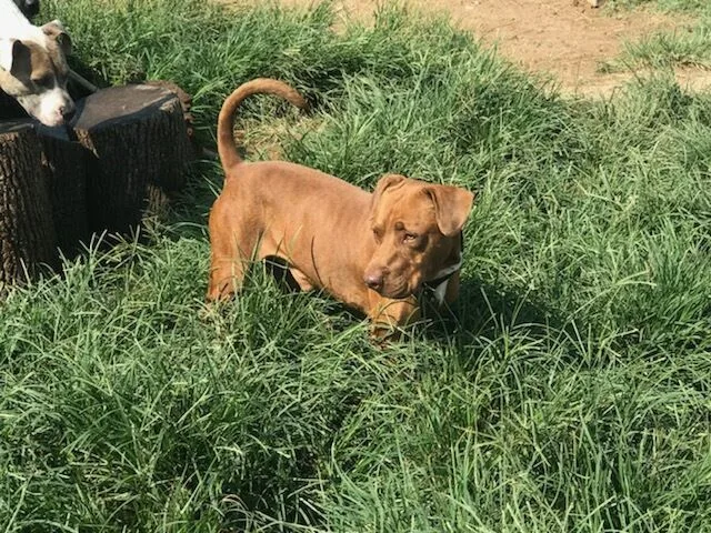 Little Red thumbnail 2