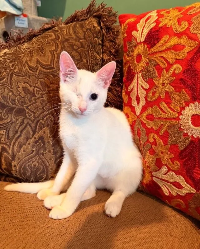 A young medium-sized female White Domestic Short Hair cat named Celeste for adoption in North Babylon, NY