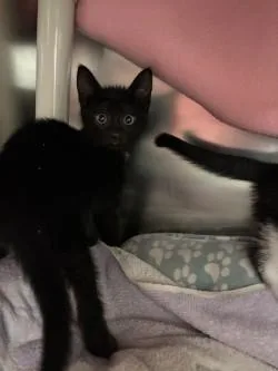 A baby small-sized female Domestic Short Hair cat named Mango for adoption in Scotia, NY