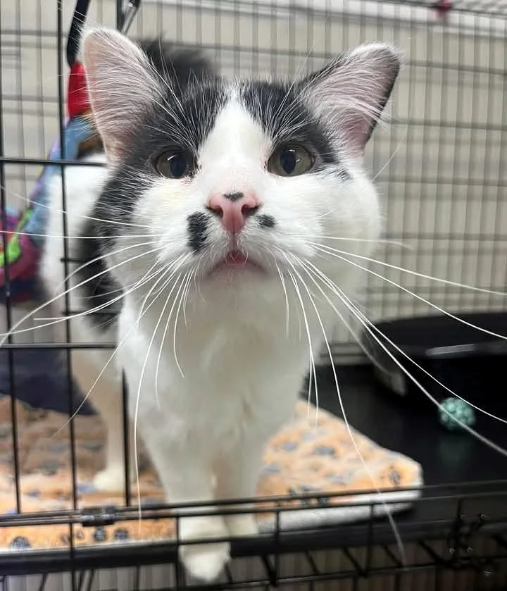 An adult large-sized male Domestic Medium Hair cat named Charlie Chaplin for adoption in Pittsburgh, PA