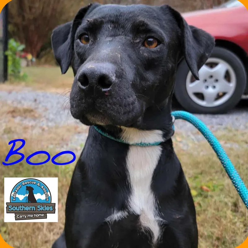 A young large-sized male Black Labrador Retriever dog named Boo for adoption in Grant, AL