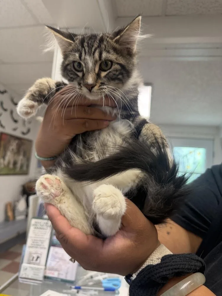 A young medium-sized male Domestic Medium Hair cat named Drake for adoption in Ontario, CA