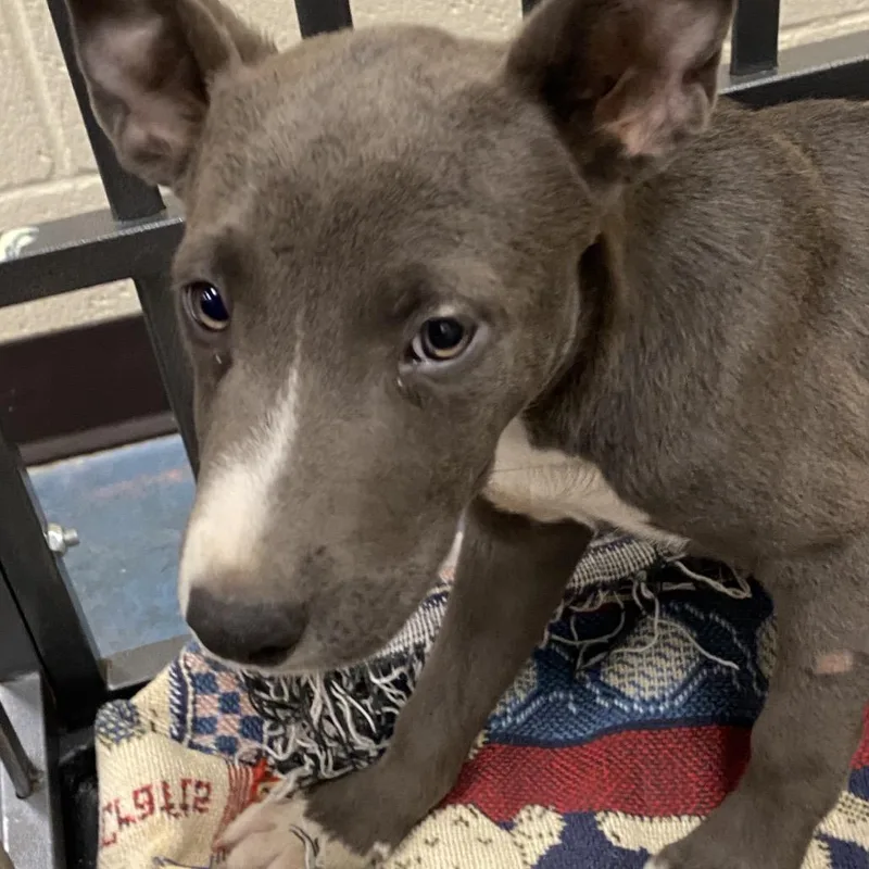 A baby small-sized female Gray / Blue / Silver Mixed Breed dog named Emmy for adoption in Memphis, TN