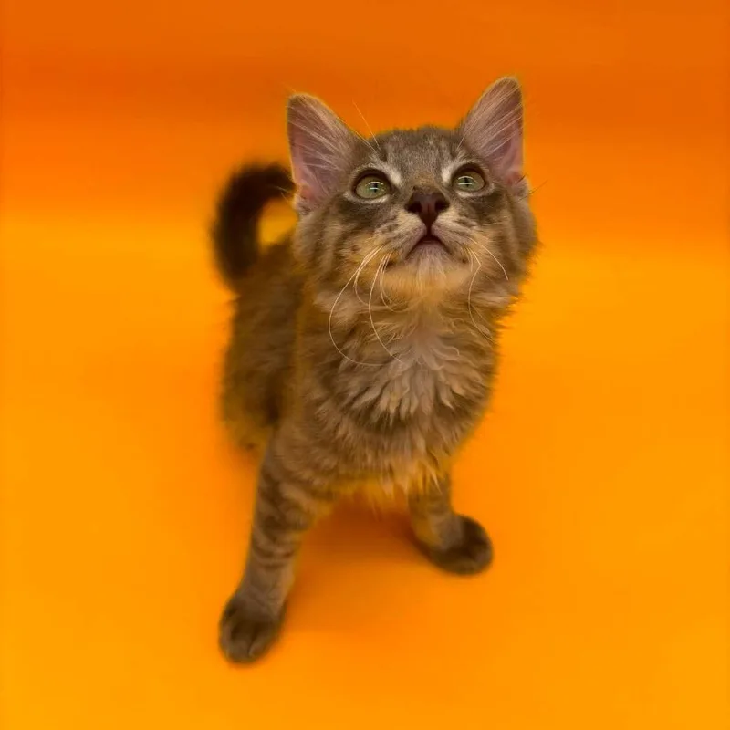 A baby small-sized male Gray / Blue / Silver Domestic Medium Hair cat named Abraham Lincoln for adoption in Plainfield, IL