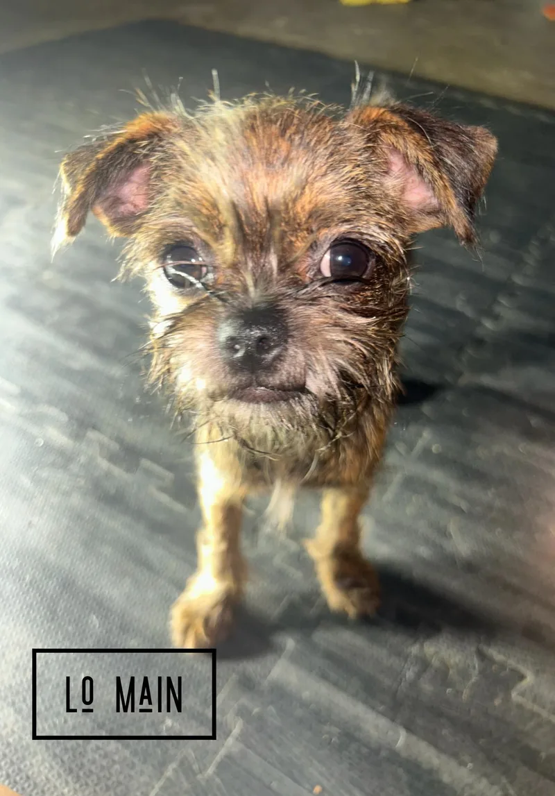 A baby small-sized female Bicolor Cairn Terrier dog named Lo Main & Eggroll for adoption in Houston, TX