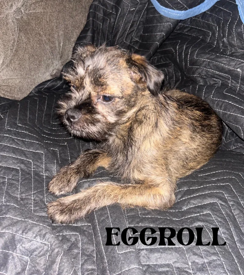 Lo Main & Eggroll thumbnail 2