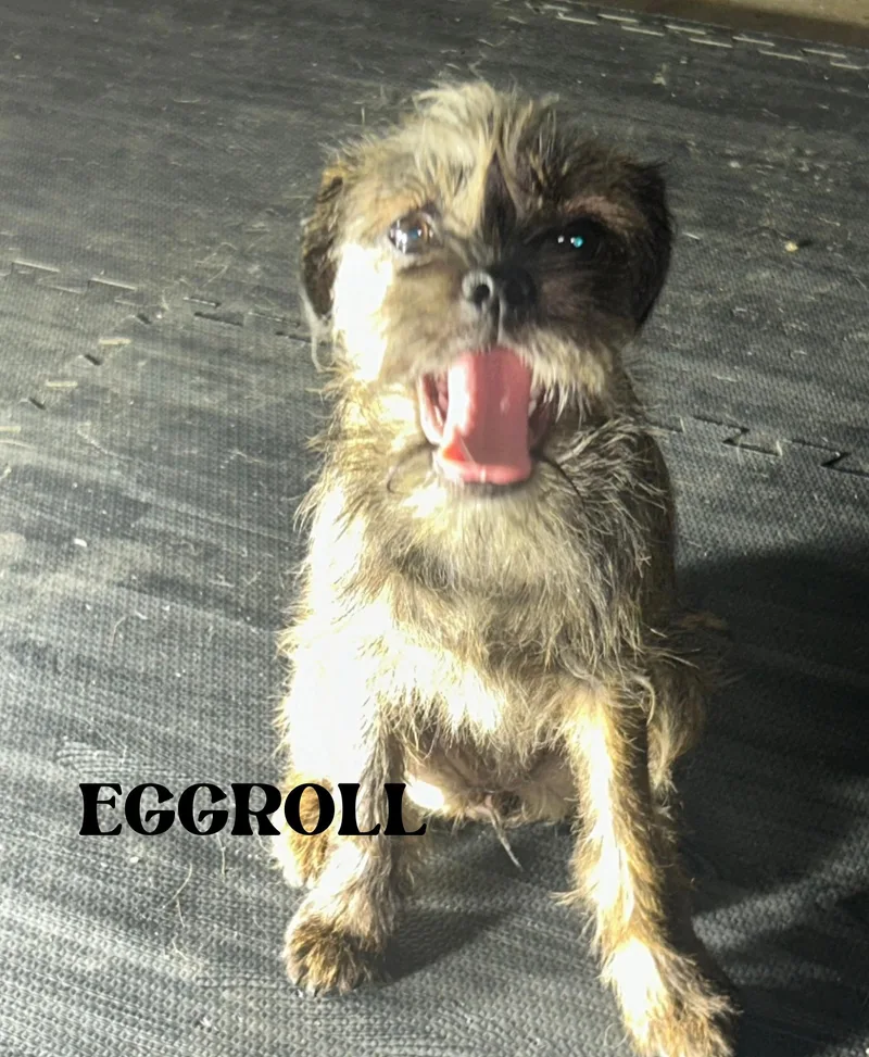 Lo Main & Eggroll thumbnail 3