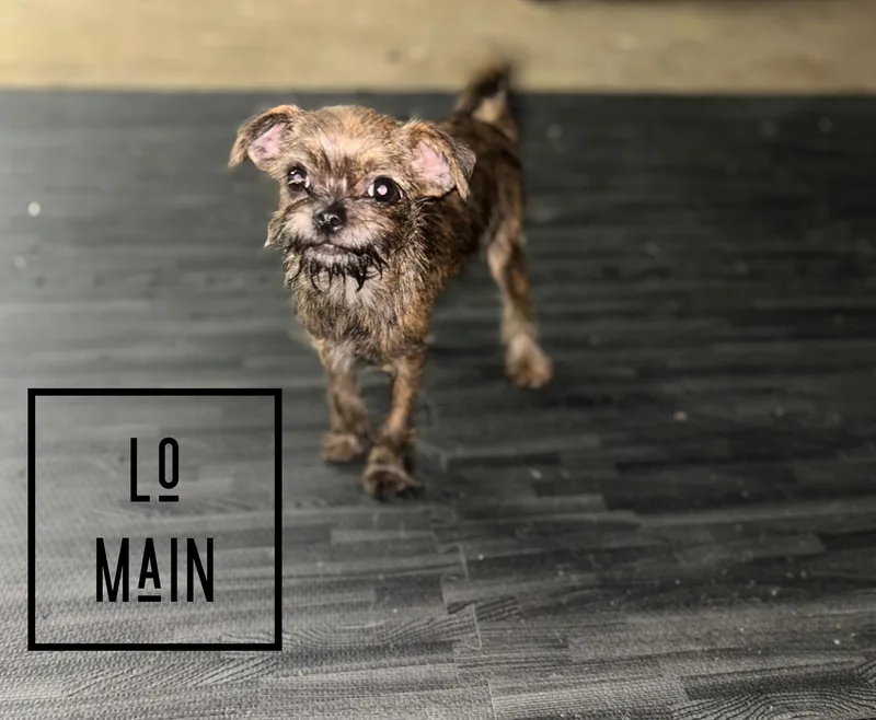 Lo Main & Eggroll thumbnail 5