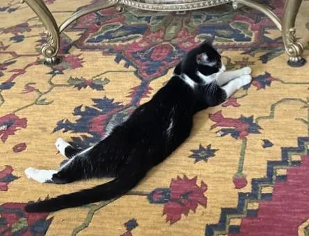 Freddie Meowcury thumbnail 3