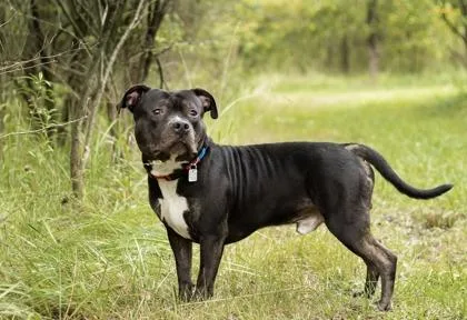 A young medium-sized male Black Mixed Breed dog named Fudge for adoption in Hamilton, OH
