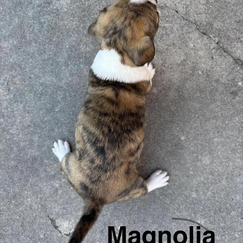 A baby small-sized female Chihuahua dog named Magnolia for adoption in Hillsborough , NC
