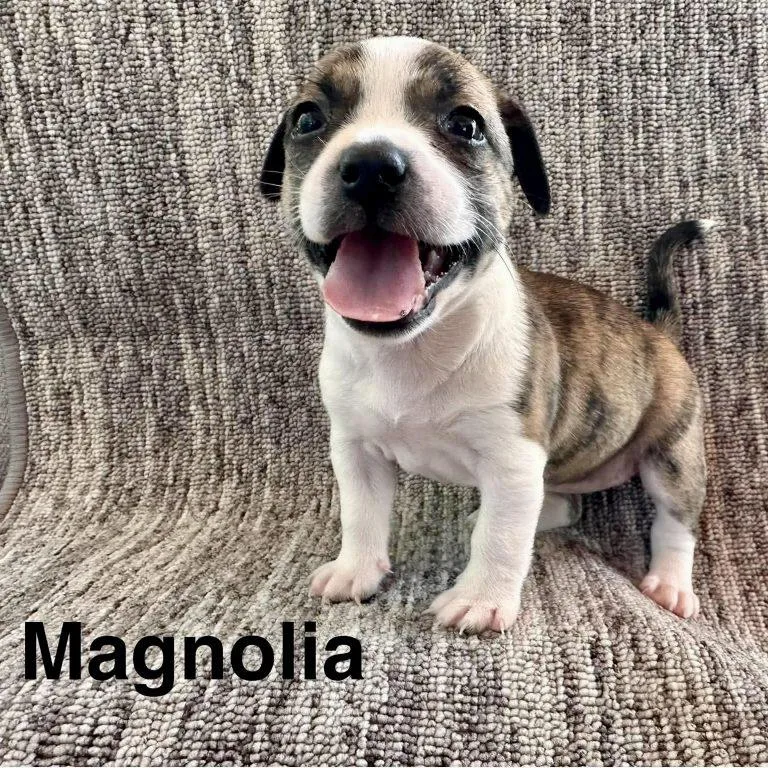 Magnolia thumbnail 2