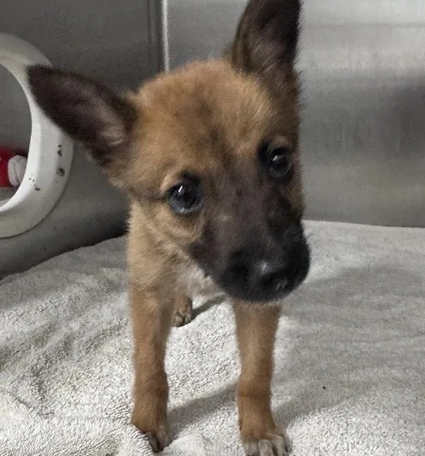 A baby small-sized female German Shepherd Dog dog named Cornelia for adoption in Escondido, CA