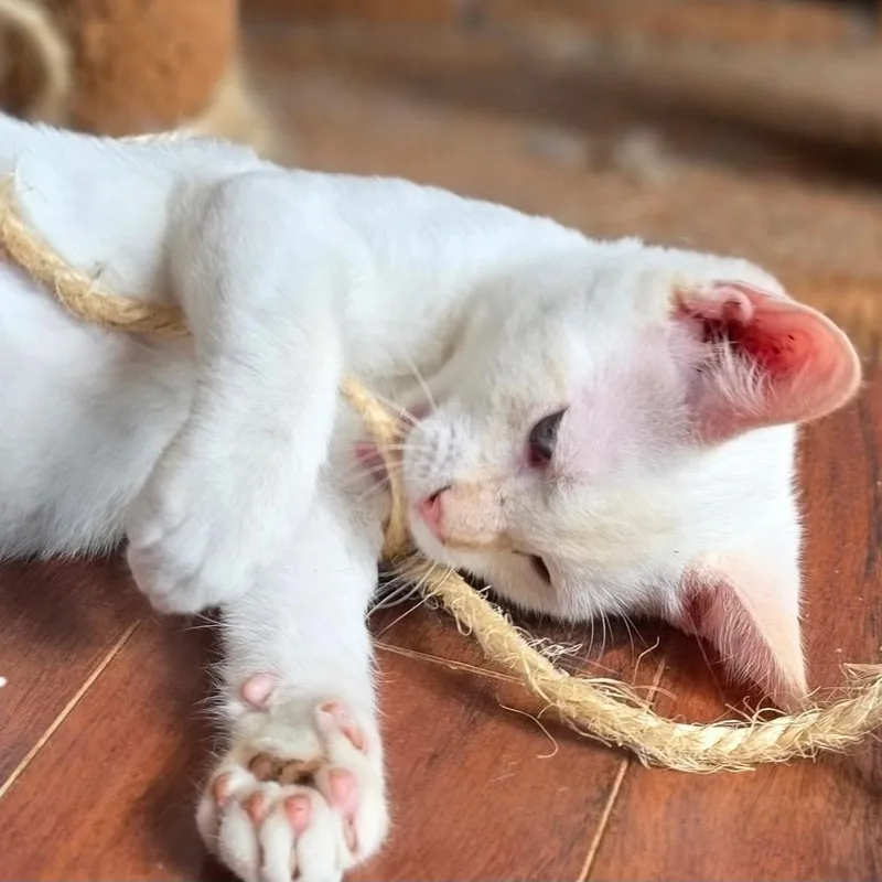 A young medium-sized male Siamese cat named Chai for adoption in Waldorf, MD