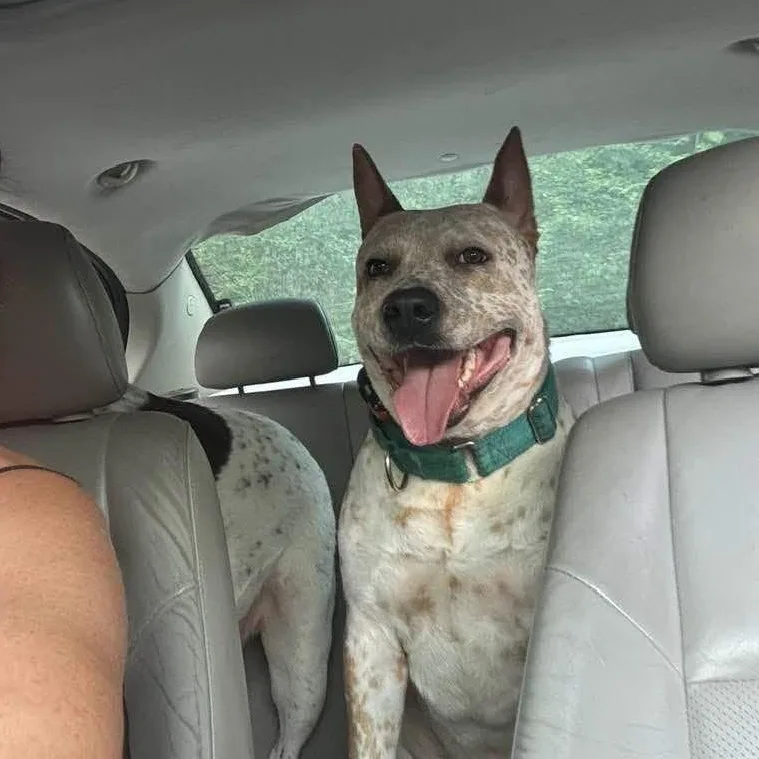 A young large-sized male Cattle Dog dog named Hewey for adoption in Moyock, NC