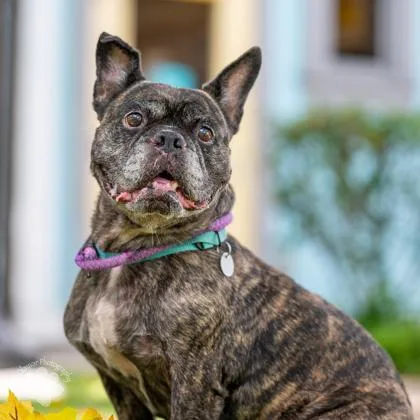 A senior medium-sized female French Bulldog dog named Tig for adoption in Honolulu, HI