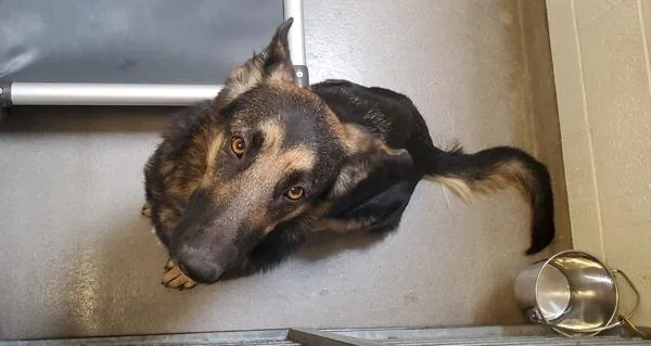 A young large-sized female German Shepherd Dog dog named Josie for adoption in Salt Lake City, UT