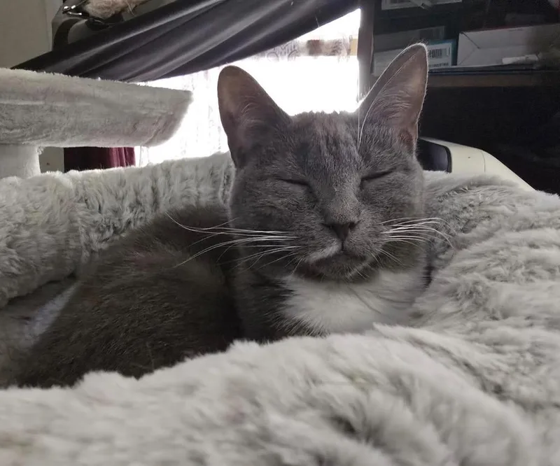 A young medium-sized female Domestic Short Hair cat named Stacy for adoption in Cumming, GA