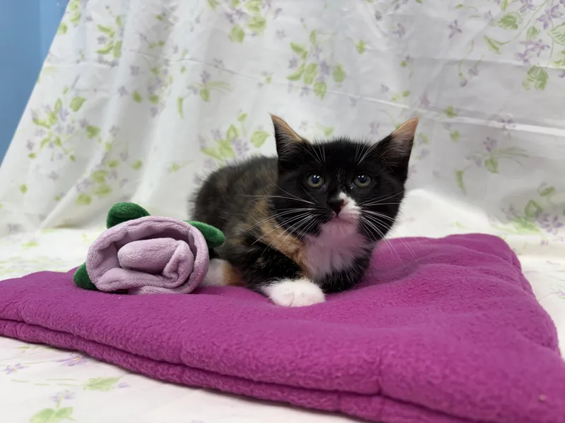 A baby medium-sized female Calico Domestic Short Hair cat named Sappho for adoption in Bear, DE