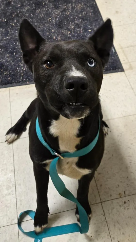 A young medium-sized male Mixed Breed dog named Voodoo for adoption in Mount Gilead, NC