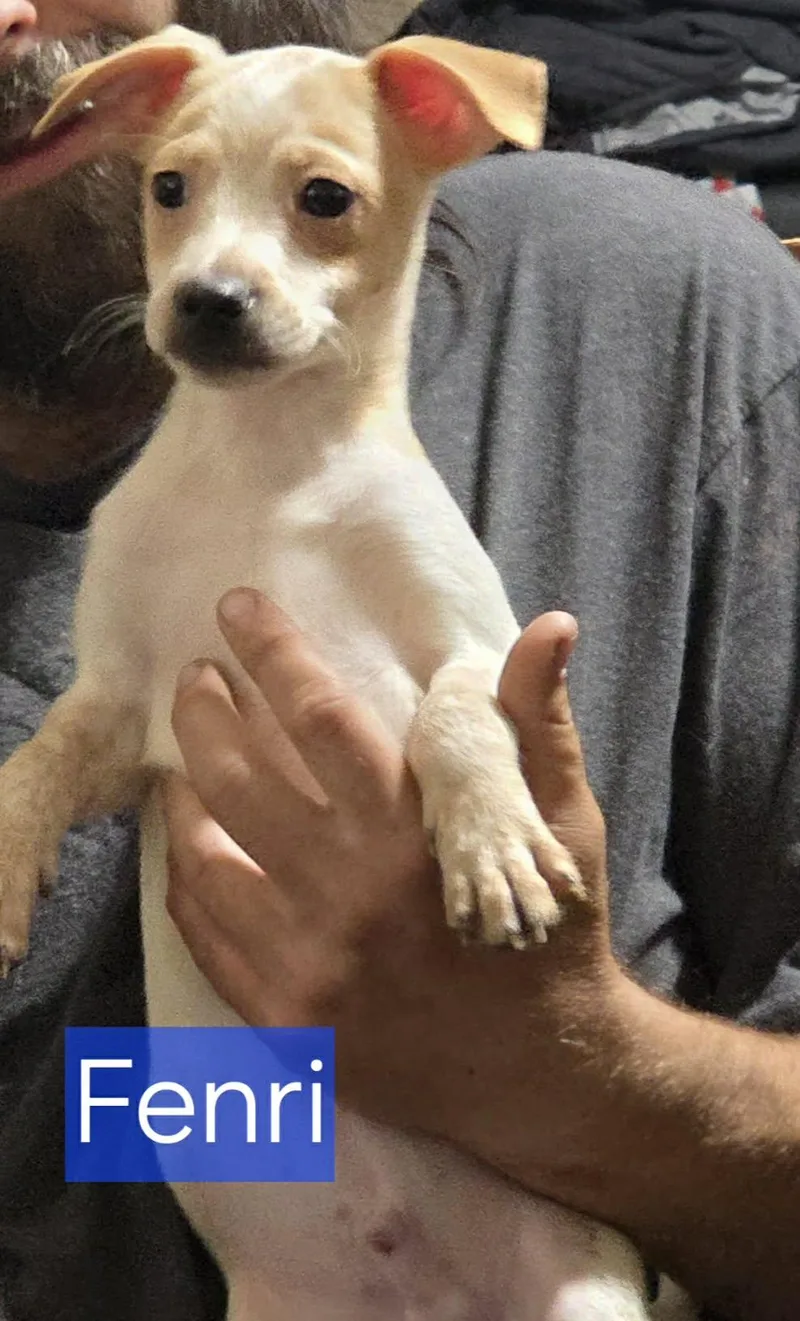 A baby small-sized male Chihuahua dog named Fenri for adoption in Minneapolis, MN