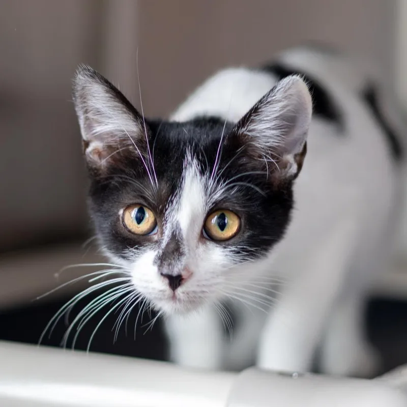 A baby small-sized female White Domestic Short Hair cat named Oreo for adoption in Newark, DE