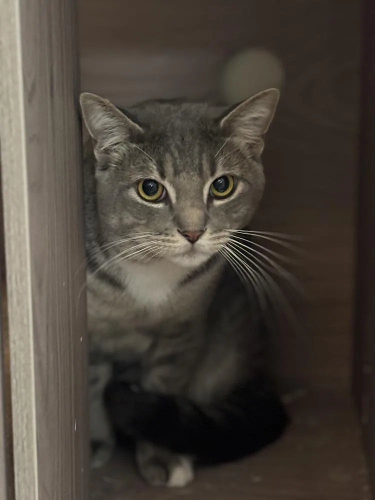 A young large-sized male Gray / Blue / Silver Domestic Short Hair cat named Burrito Queso Jones for adoption in Dallas, TX