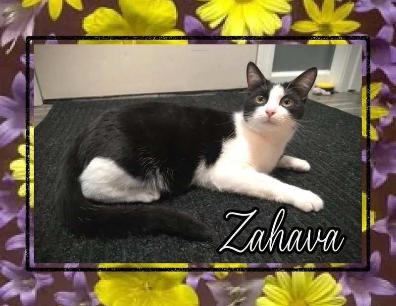 A young medium-sized female Black & White / Tuxedo Domestic Short Hair cat named Zahava for adoption in Taylor, PA