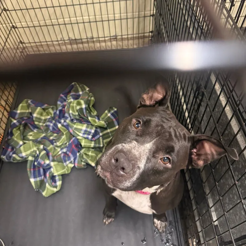 An adult medium-sized female Black Mixed Breed dog named StrayWellbornDrive for adoption in Columbus, GA