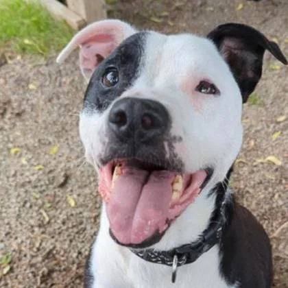 An adult medium-sized female Mixed Breed dog named Tipsy for adoption in Ashtabula, OH