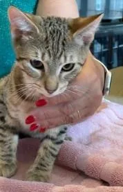 A baby medium-sized male Tabby (Brown / Chocolate) Abyssinian cat named Benji for adoption in Berkeley Heights, NJ