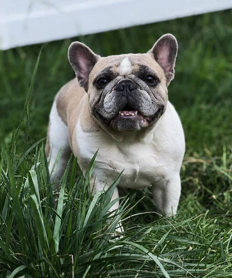 An adult small-sized female French Bulldog dog named Rosie for adoption in Akron, OH