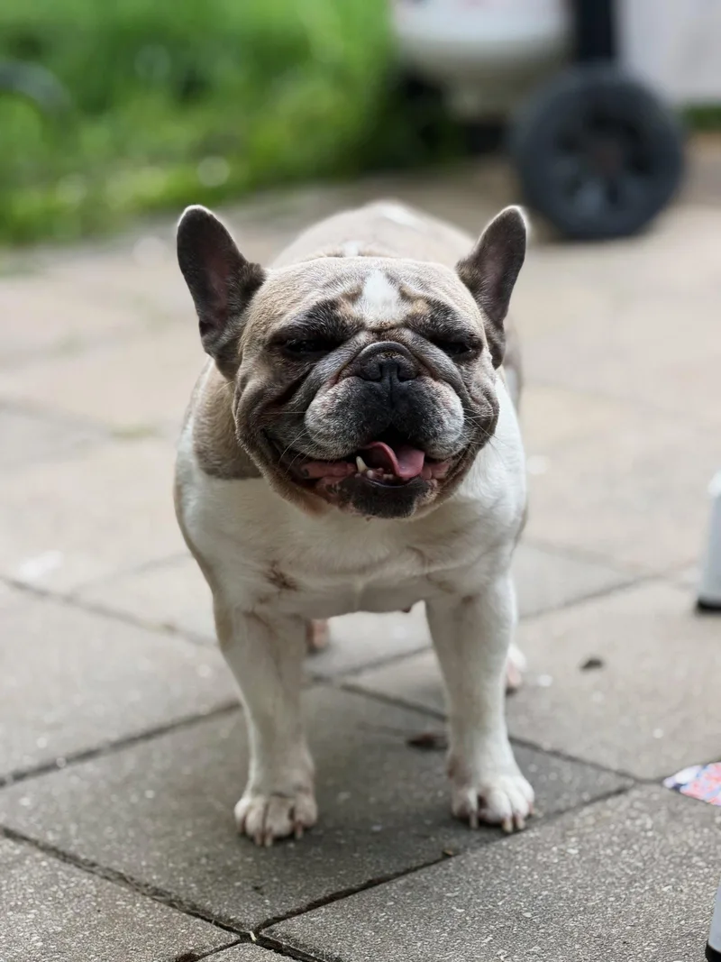 Rosie thumbnail 2
