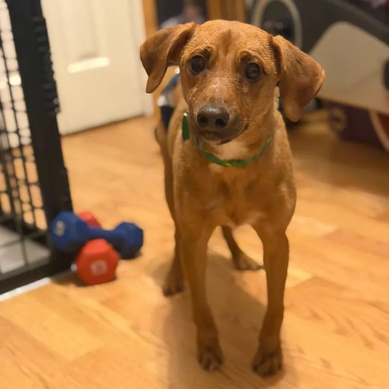 A young small-sized male Dachshund dog named Farley for adoption in New Orleans, LA