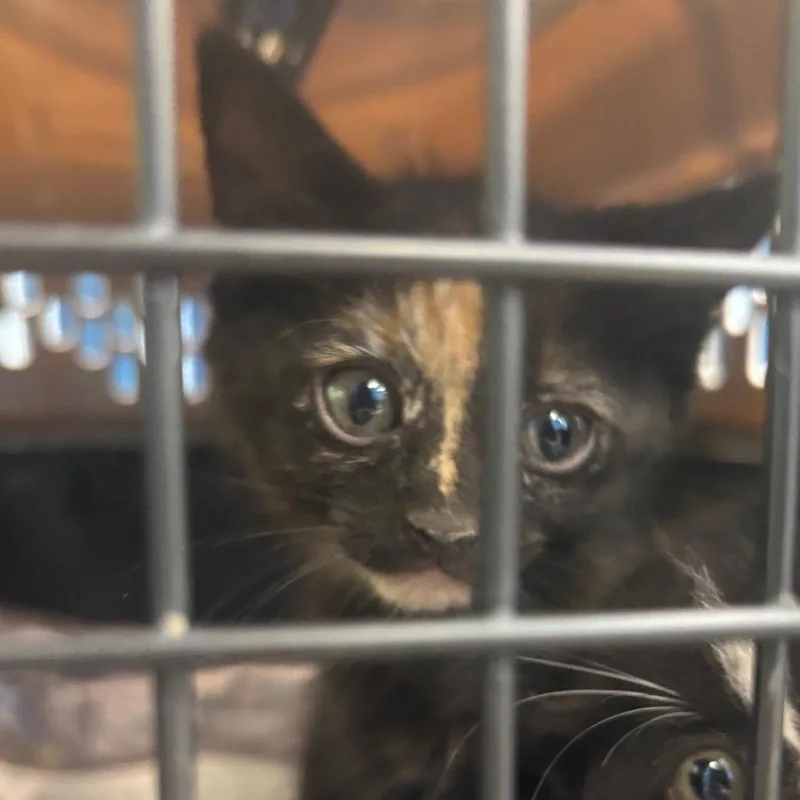 A baby small-sized female Domestic Short Hair cat named Lima for adoption in Montgomery, AL