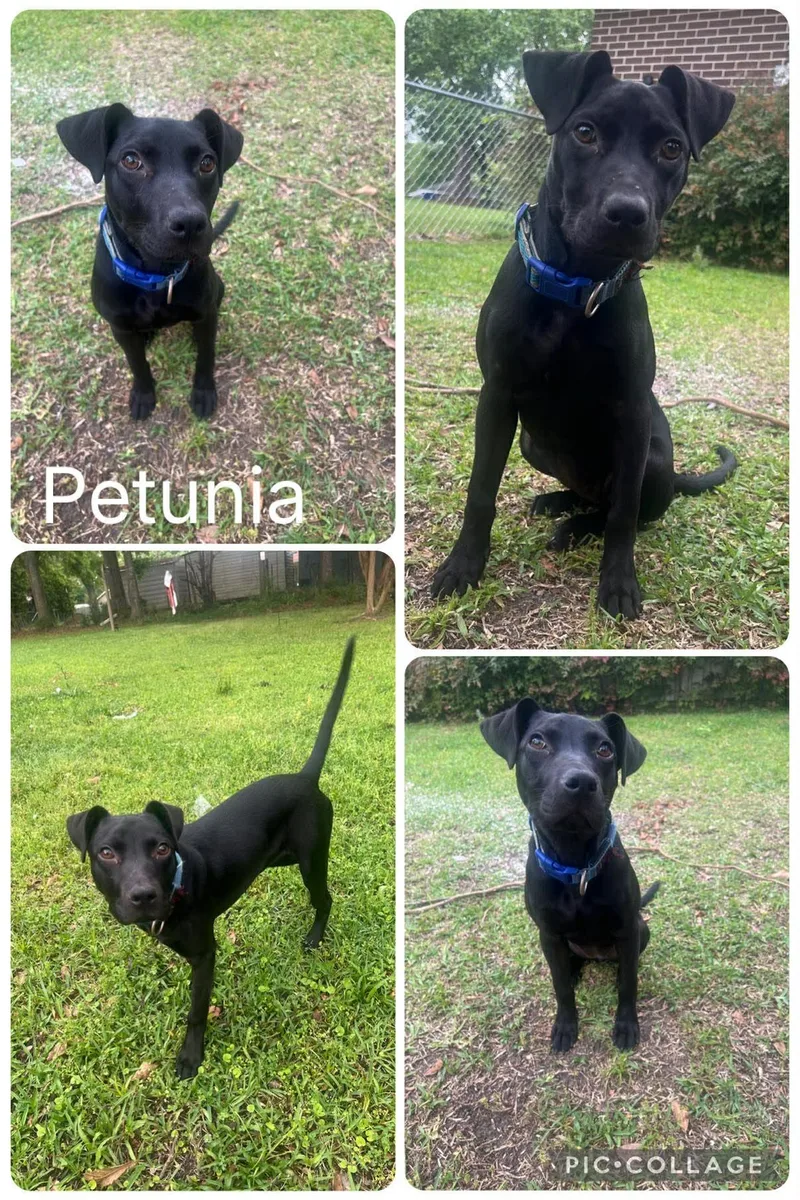 A young medium-sized female Black Labrador Retriever dog named Petunia for adoption in Enterprise, AL