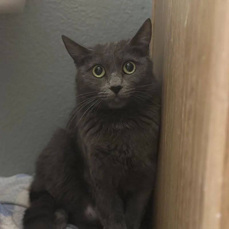 An adult medium-sized female Gray / Blue / Silver Domestic Short Hair cat named Moira for adoption in Kanab, UT