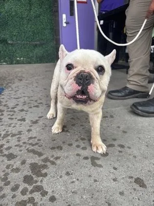 An adult medium-sized male White / Cream French Bulldog dog named 61686211 for adoption in El Paso, TX