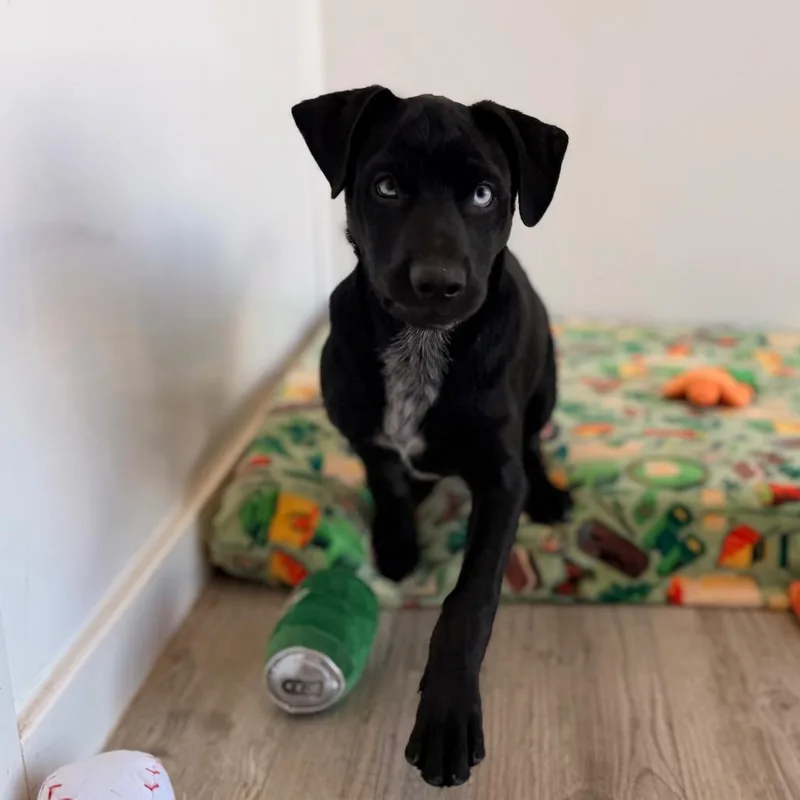 A baby large-sized male Black Labrador Retriever dog named Bear for adoption in Green Bay, WI