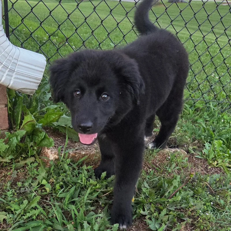 A baby medium-sized female Black Labrador Retriever dog named Sassy for adoption in Brownsboro, AL