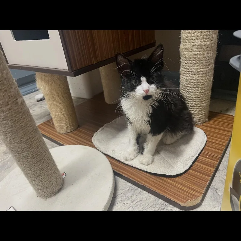 A baby small-sized male Black Domestic Long Hair cat named Jack for adoption in Brockport, NY