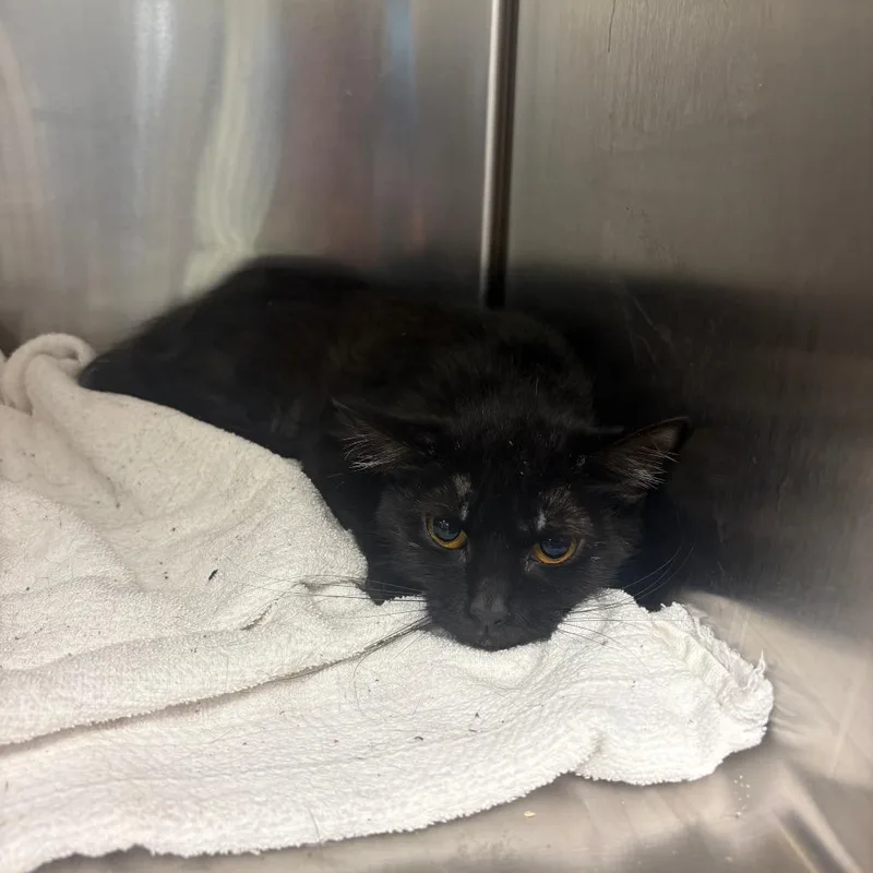 An adult medium-sized female Black Domestic Short Hair cat named Bella for adoption in Philadelphia, PA