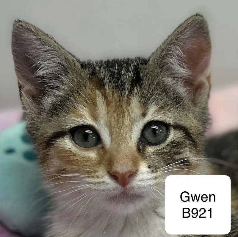 A baby medium-sized female Torbie Domestic Short Hair cat named Gwen for adoption in Morganton, NC