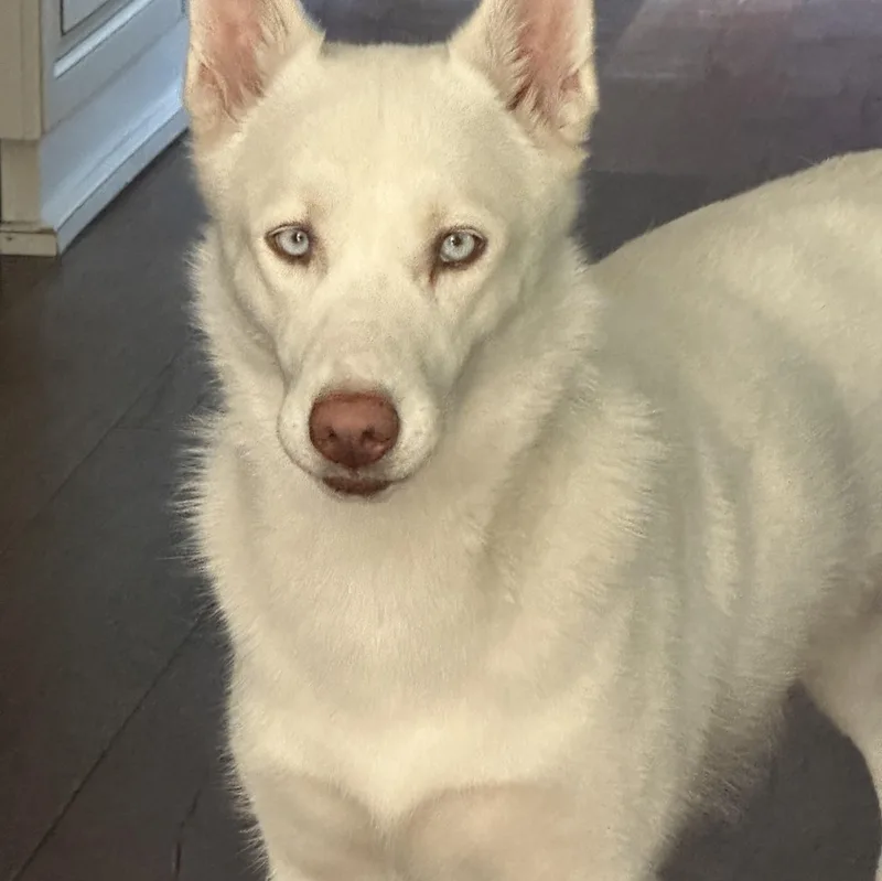 An adult medium-sized female White / Cream Alaskan Malamute dog named Nanuq for adoption in Torrance, CA