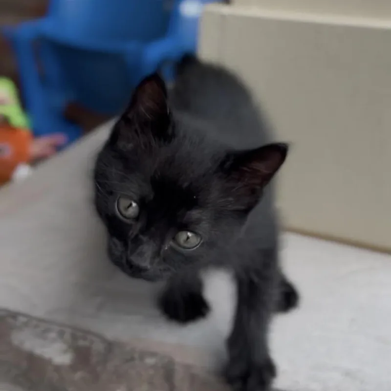 A baby small-sized female Black American Bobtail cat named Rapunzel for adoption in Huntsville, AL