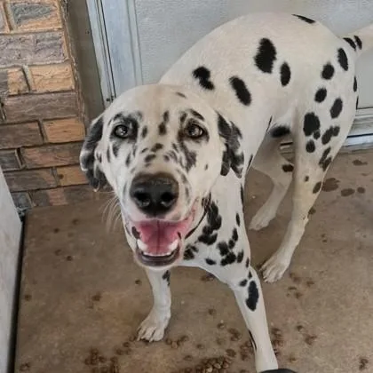 An adult large-sized female Dalmatian dog named Millie for adoption in Beatrice, NE