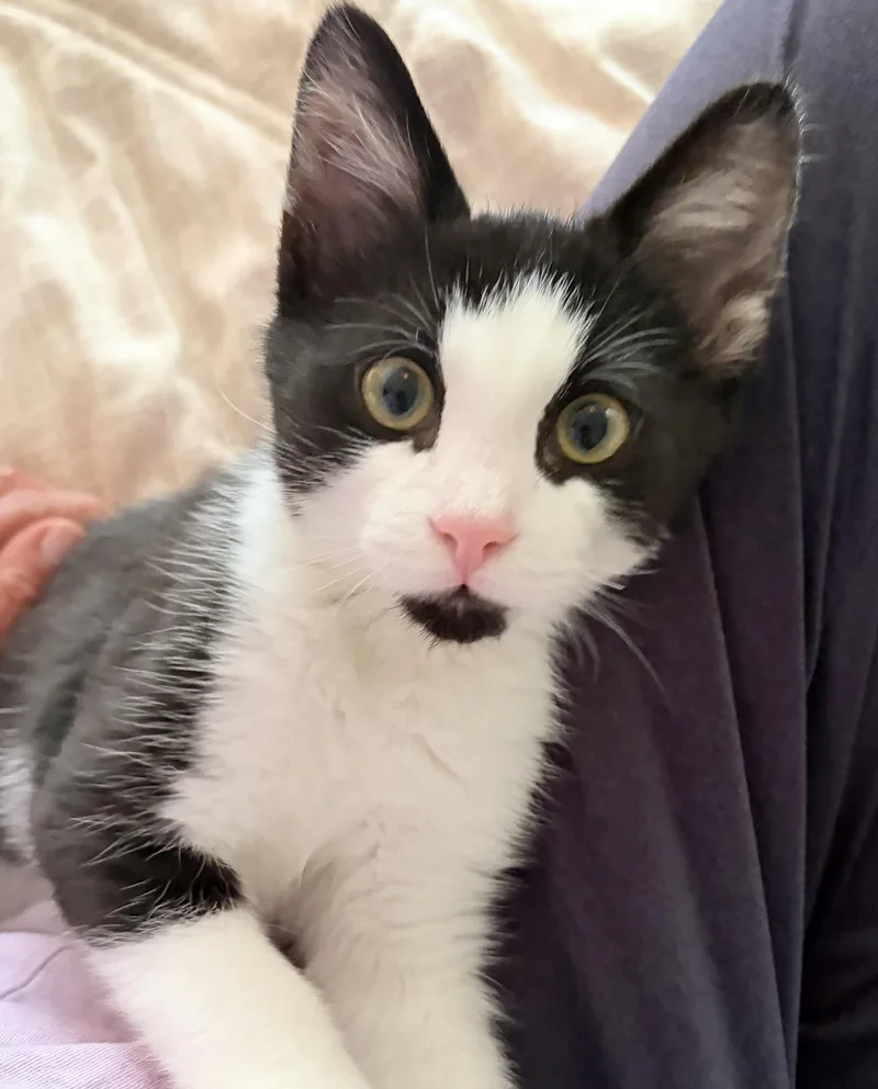 A baby small-sized male Black & White / Tuxedo Tuxedo cat named Chili for adoption in Berlin, CT