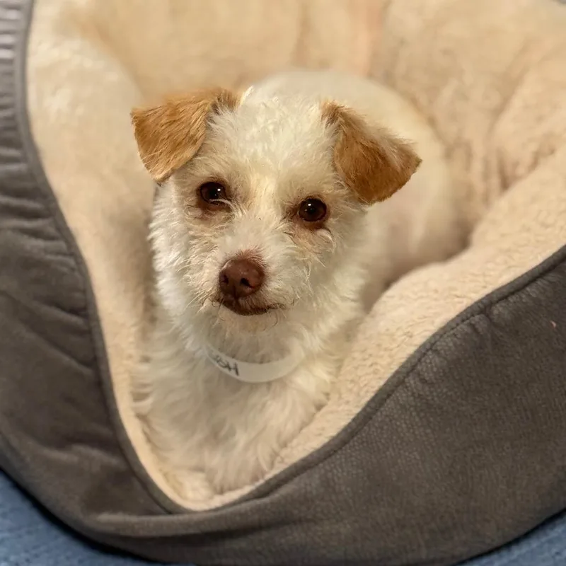 An adult small-sized female White / Cream Terrier dog named Nutella for adoption in Santa Barbara, CA