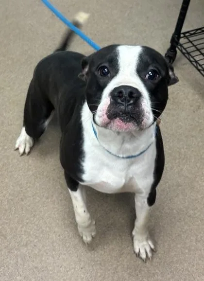 An adult large-sized male Mixed Breed dog named Undertow for adoption in Chamblee, GA