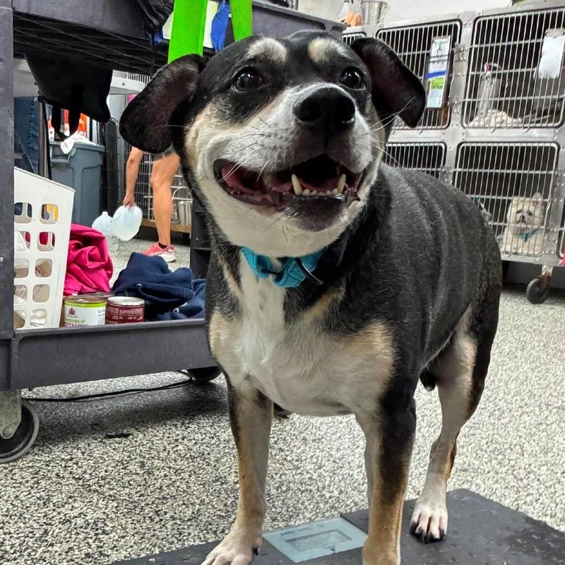 A senior medium-sized male Black Mixed Breed dog named Finn for adoption in Fredericksburg, VA